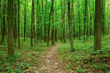 Yeşil yaz ormanlarında patika