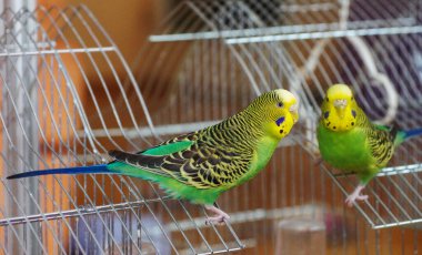 Bir papağan. Yeşil renkli dalgalı bir papağan..