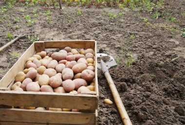 Bir tarlada patates hasat etmek.