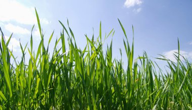 güneş ışığı ve ufuk gökyüzü arka plan bahar çimen