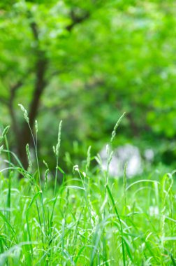 Güzel bulanık yeşil çimenler