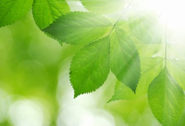 yeşil arka plan üzerinde yeşil yaprakları