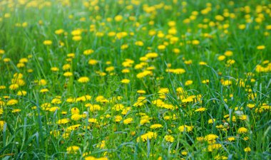 Sarı parlak çimen, çiçek, karahindiba.