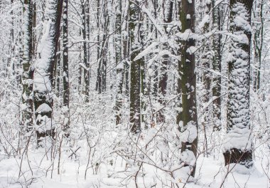 Kışın kar kaplı ağaçlar arka plan