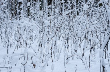 Kışın kar kaplı ağaçlar arka plan