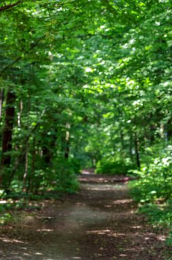 Orman ağaçları. doğa yeşil ahşap güneş ışığı arka planı