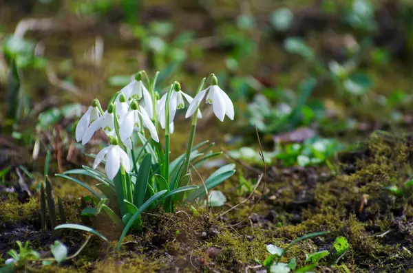 stock image First beautiful snowdrops in spring.