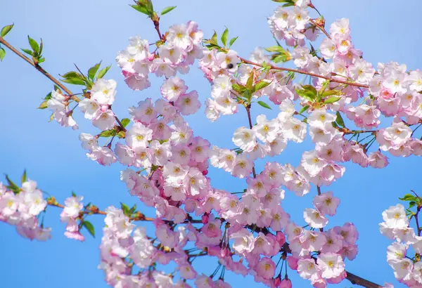 Baharda pembe çiçeklerle açan sakura