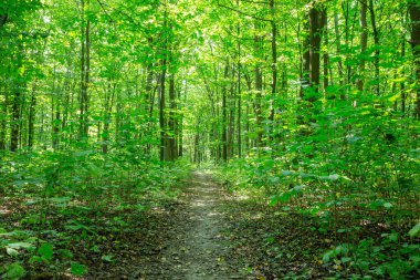 Yeşil yaz ormanlarında patika