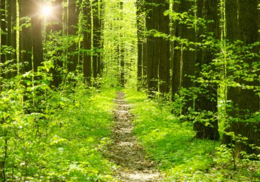 Sabah güzel orman manzarası