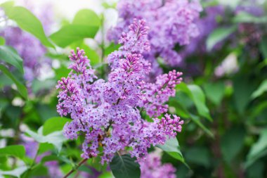 Çiçek açan dallar, seçici odak