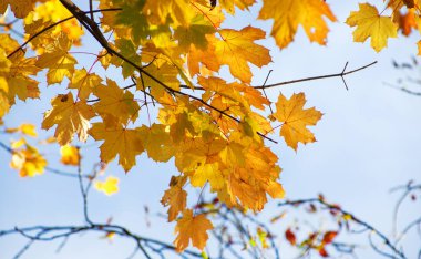Sarı akçaağaç bir dal sonbahar yaprakları.