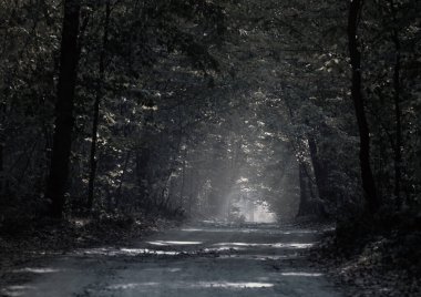 gizemli orman geceleri karanlık yol