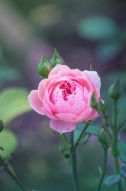 Pembe Gül bush, makro, Gül Bahçesi