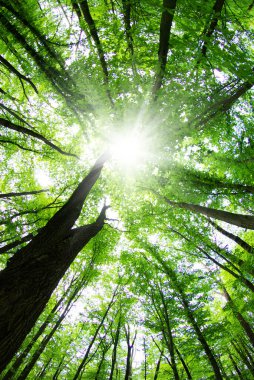 Sabah güzel orman manzarası