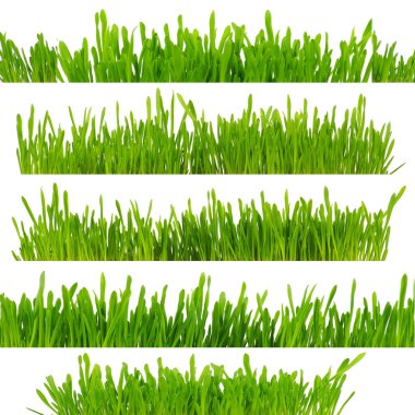 Beyaz arkaplanda yeşil çimen izole