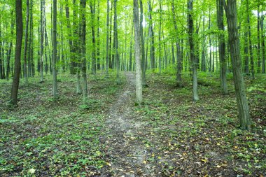 Yeşil yaz ormanlarında patika