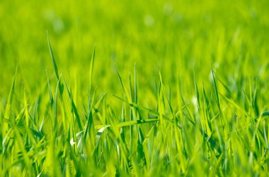 Bir tarladan yeşil çimen dokusu