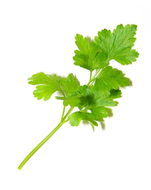 taze ot maydanoz üzerinde beyaz izole