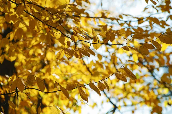 Sonbaharda güzel sonbahar yapraklarıyla park et.