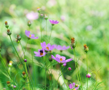 Kozmos çiçek arkaplanı