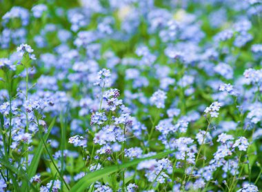 Yaz yakın çekim bir çayır üzerinde vahşi mavi çiçekler