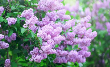 Çiçek açan dallar, seçici odak