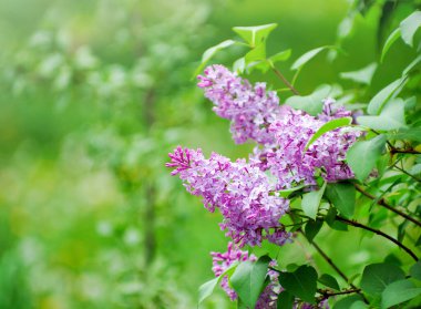 Çiçek açan dallar, seçici odak