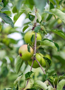 Elmalar ağaçta yaz günü