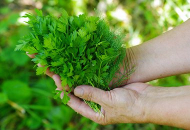 Freshly picked farm parsley and dill in the hands. Selective focus.