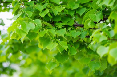 Yeşil yapraklar yeşil arka planlar