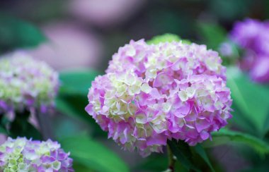 Pembe ortanca çiçekleri yakın.