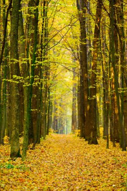 Güneş ışınları ile altın sonbahar orman