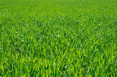 Bir tarladan yeşil çimen dokusu
