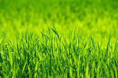 Bir tarladan yeşil çimen dokusu