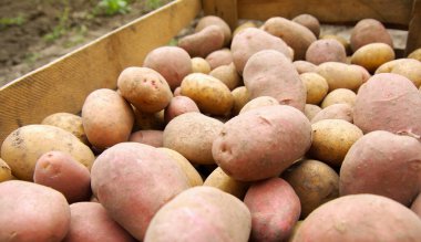 Bir tarlada patates hasat etmek.