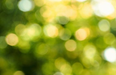 Yeşil bokeh arka plan doğa orman odak dışı