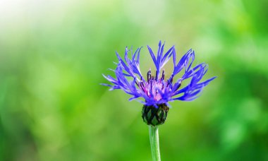 Parlak renkli Cornflower çiçeği knapweed.
