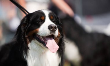 Bernese Dağ Köpeği 'nin tasması bulanık arka planda, bir sürü telif alanı mevcut.