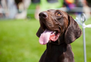 Alman işaretçi kısayolu fren yapıyor ve yürüyüşü sırasında yukarı bakıyor, bir sürü kopyalanabilir alan var.