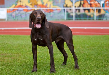 Alman işaretçi steyşın havası fren yapıyor ve güneşli bir sabahta çayırdaki yürüyüşü boyunca ileriye bakıyor.