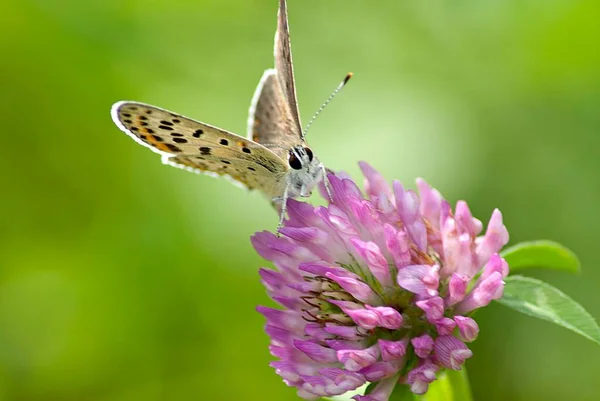 Zbliżenie Motyla Różowym Kwiatku Zdjęcie Stockowe
