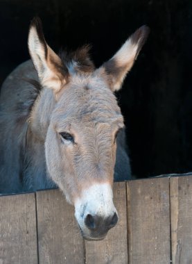 Donkey in a Stable