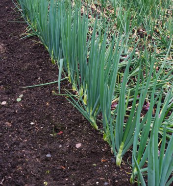 Row of Spring Onions Growing in a Vegetable Garden