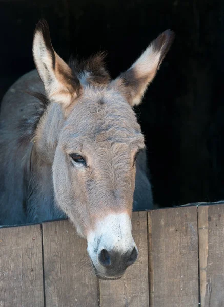 Donkey in a Stable