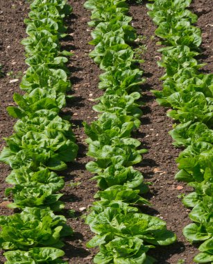 Sebze bahçesinde üç sıra marul.