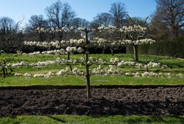 Espalier Armut Ağacı - sıradan Colmar d 'Ete