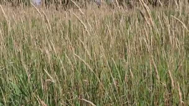 Καλοκαίρι Panning Θέα Ψηλή Prairie Τοπίο Grass Κατά Διάρκεια Της — Αρχείο Βίντεο