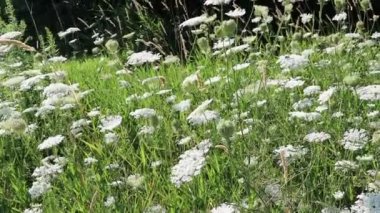 Büyük Beyaz Çiçekler Yazın Güneşli Gün 'de Esintide Dalgalanıyor. Güneşli bir yaz gününde çiçeklere uçan bir arıyla birlikte çimen tarlasında uzun beyaz çiçekler. Güneşli bir günde yeşil çimlerde büyük beyaz çiçeklerin olduğu küçük bir alanın yakın görüntüsü.