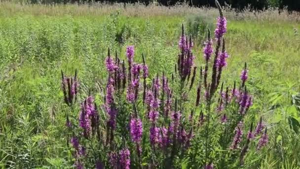 Close Tall Stem Purple Flowers Growing Wild Sunny Pretty Meadow — Stock Video